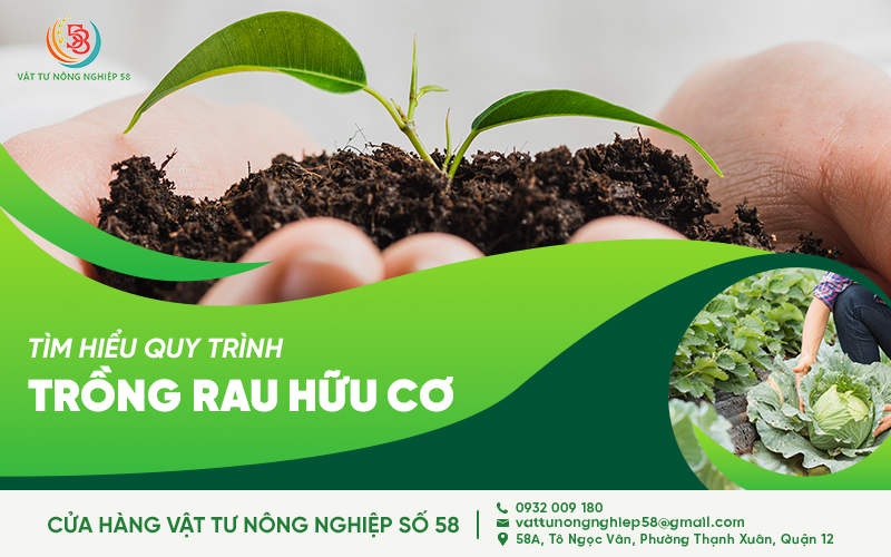 TÌM HIỂU QUY TRÌNH TRỒNG RAU HỮU CƠ